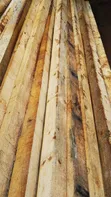 Pine Timber for Sale | Bulk Pine Wood - 2