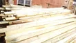 Pine Timber for Sale | Bulk Pine Wood - 5