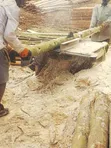 Eucalyptus Timber for Construction & Building - 3