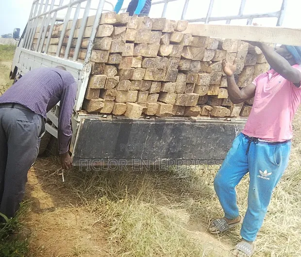 Eucalyptus Poles for Building & Fencing - 1