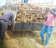Eucalyptus Poles for Building & Fencing - 1