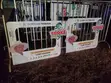 Custom Branded Selfie Photo Frames for Events - 3