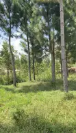 Land for Sale in Magamaga, Mayuge District - 2