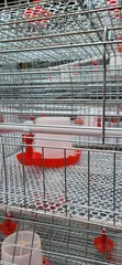 Brooding and Broiler Cages for Poultry Farming - 1
