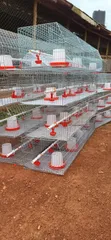 Brooding and Broiler Cages for Poultry Farming - 2