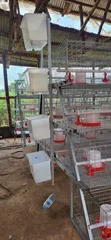 Brooding and Broiler Cages for Poultry Farming - 4