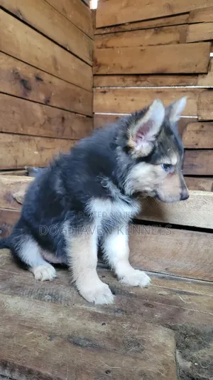 Female German Shepherd Puppy, 1-3 Months