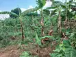 1 Acre Prime Land for Sale in Nakasajja - 3