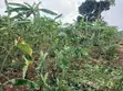 1 Acre Prime Land for Sale in Nakasajja - 4