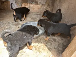 Purebred Rottweiler Puppies (1-3 Months)