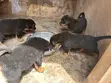 Purebred Rottweiler Puppies (1-3 Months) - 2