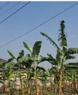 Titled Plot for Sale in Nabusugwe, Kira - 5