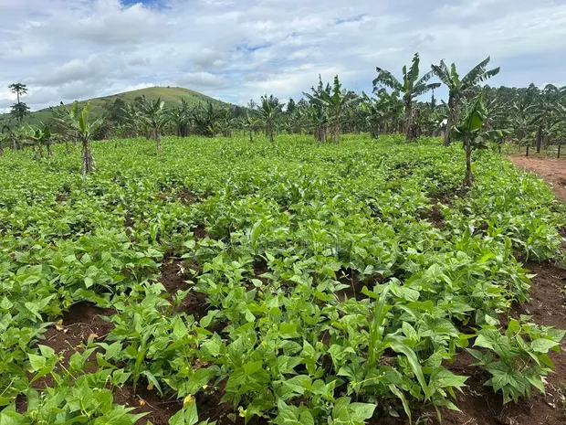 2 Acres of Land for Sale Near Bigodi, Kamwenge - 1