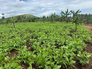 2 Acres of Land for Sale Near Bigodi, Kamwenge