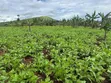 2 Acres of Land for Sale Near Bigodi, Kamwenge - 2