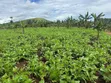 2 Acres of Land for Sale Near Bigodi, Kamwenge - 3