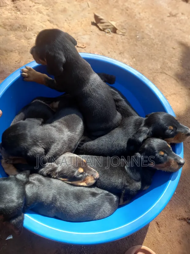Purebred Dachshund Puppy (1-3 Months) - 1