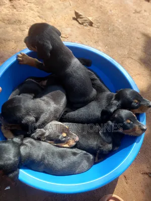 Purebred Dachshund Puppy (1-3 Months)
