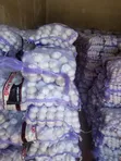 Garlic for Sale - Wholesale & Retail - 1