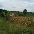 Plot for Sale in Kitigoma, Buikwe District - 1