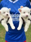 Female Coton de Tulear Puppy (1-3 Months) - 1