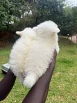 Female Coton de Tulear Puppy (1-3 Months) - 2