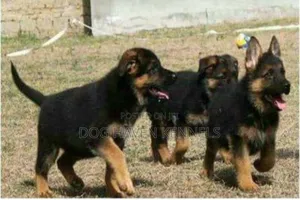 Female Purebred German Shepherd Puppy (1-3 Months)