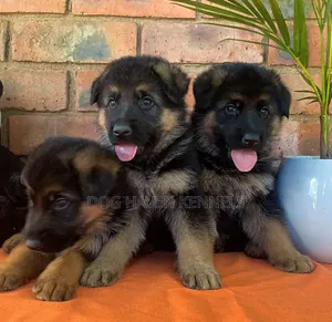 3-6 Month Male Purebred German Shepherd Puppy