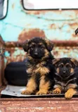 3-6 Month Male Purebred German Shepherd - 1
