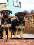 3-6 Month Male Purebred German Shepherd - 2
