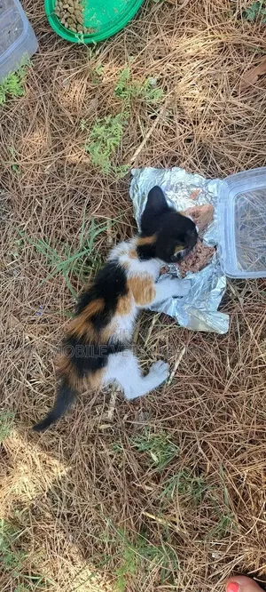 Female Exotic Kitten (0-1 Month)