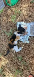 Female Exotic Kitten (0-1 Month) - 1