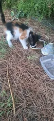Female Exotic Kitten (0-1 Month) - 2