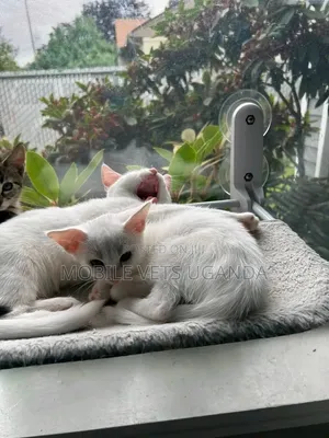 Female Snowshoe Kitten (1-3 Months)