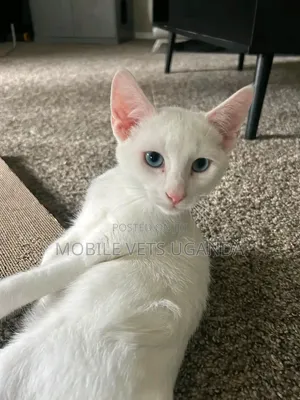 Female Purebred Sphynx Kitten (1-3 Months)