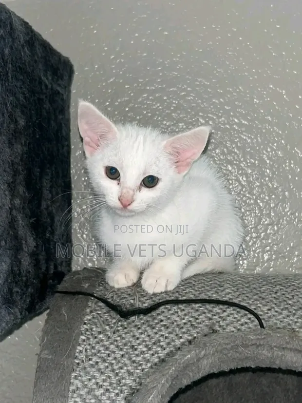 1-3 Month Male Purebred Tonkinese Kitten - 1