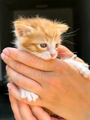 Female Balinese Kitten (0-1 Month)
