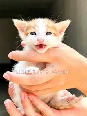 Purebred Female Manx Kitten (0-1 Month)
