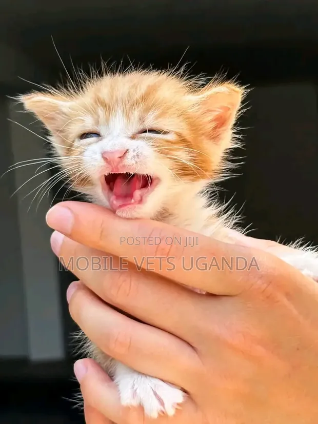 Female American Bobtail Kitten - 1