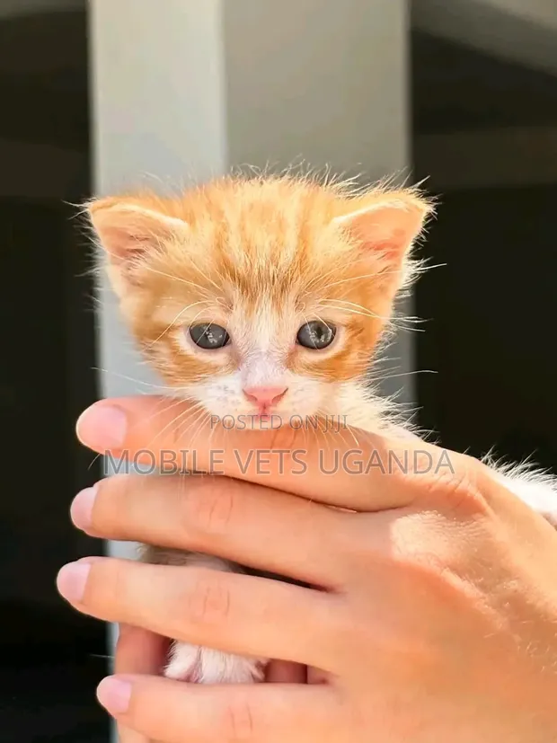 Female Purebred Bombay Kitten, 1-3 Months - 1