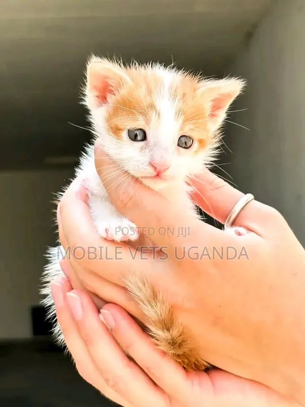 Female Purebred American Curl Kitten (1-3 Months) - 1