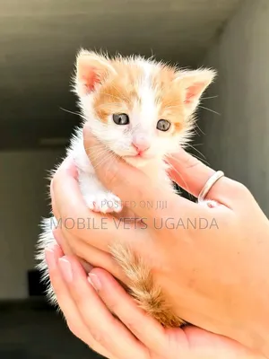Female Purebred American Curl Kitten (1-3 Months)