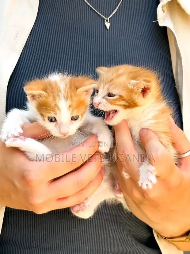 1-3 Month Male Purebred Exotic Kitten - 1