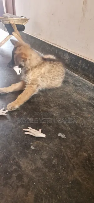Female Purebred German Shepherd Puppy (1-3 Months)