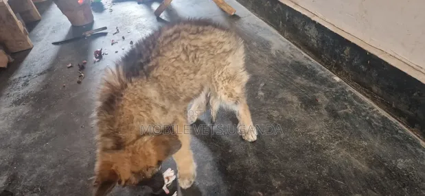 Female Purebred German Shepherd Puppy (0-1 Month) - 1