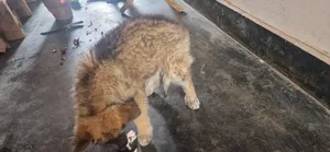 Female Purebred German Shepherd Puppy (0-1 Month)