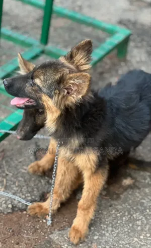 Female Purebred German Shepherd Puppy (1-3 Months)