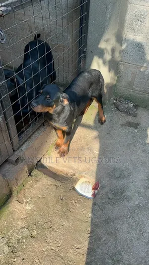 Purebred Rottweiler Puppy, 3-6 Months Male
