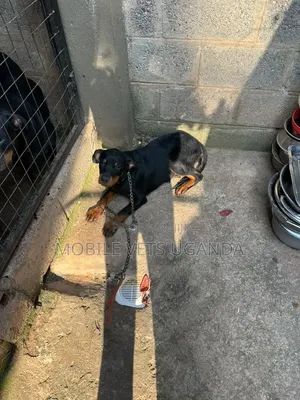 Purebred Rottweiler Female, 3-6 Months