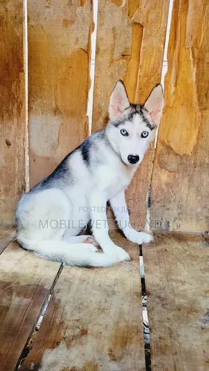 Female Purebred Siberian Husky Puppy (1-3 Months)